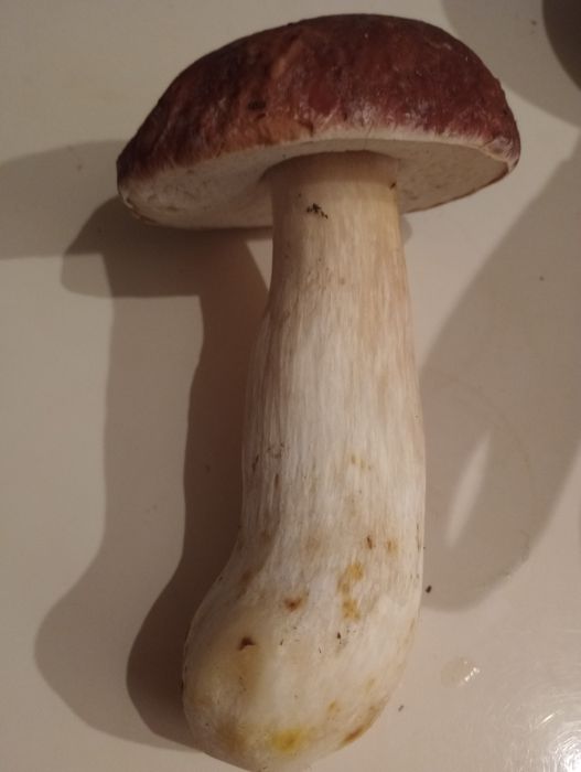 Prawdziwek podgrzybki