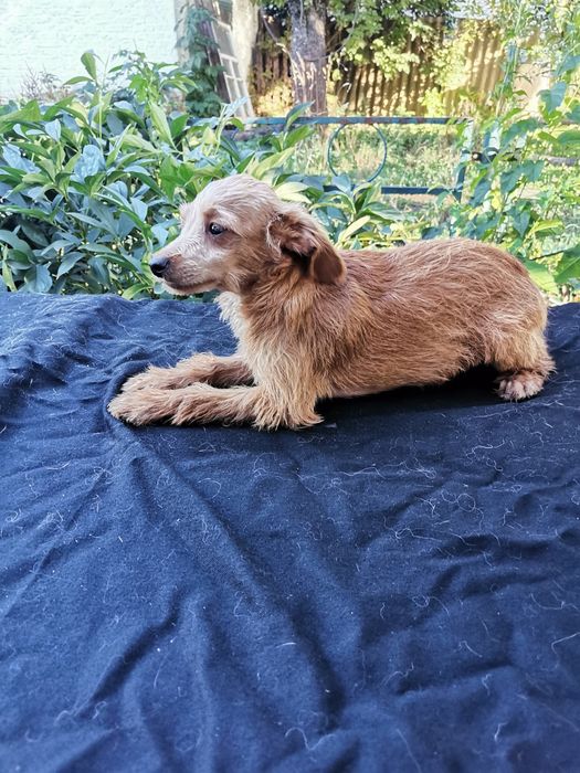 Той тер'єр хлопчик домашній ласкавий