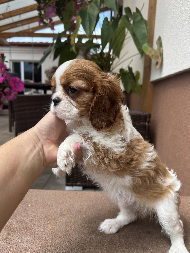 Cavalier king charles spaniel SUCZKA, hotowa do odbioru