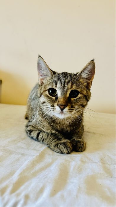 Котенок (девочка 2.5месяца)