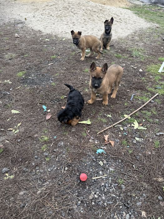 Szczeniak  owczarek belgijski