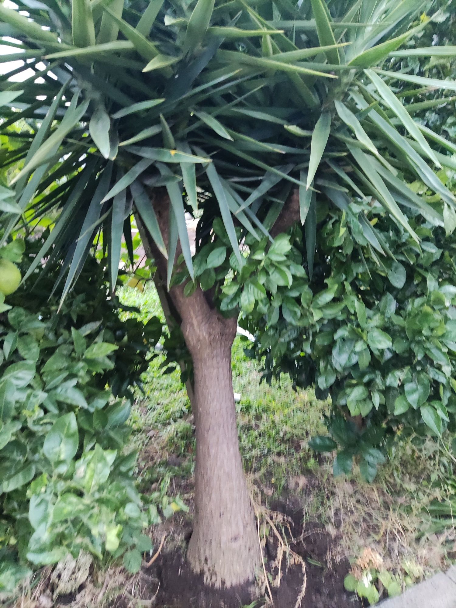 Yucca com 2 metros