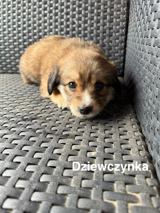 Szczeniaki, pieski, psy