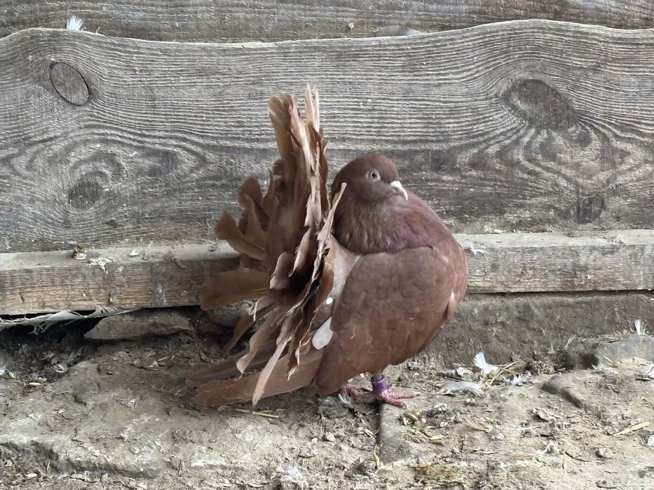 Sprzedam czerwone samice pawika