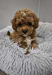 Maltipoo malutki chłopczyk