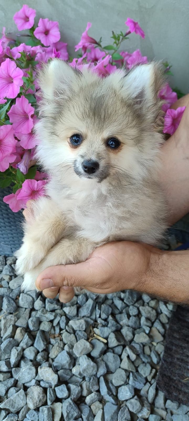 Szpic miniaturowy pomeranian suczka