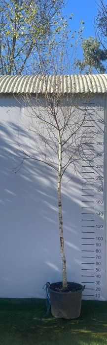 Árvore Betula alba 250/300cm