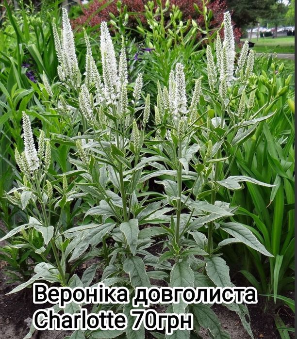 Вероника простертая многолетняя, грунтопокривна вероніка багаторічна