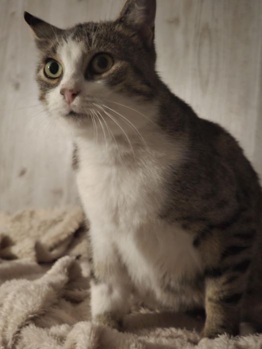 Hallo domku gdzie jesteś kotka Fanta do adopcji