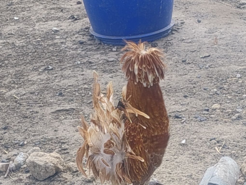 Czubatka wielblondzka