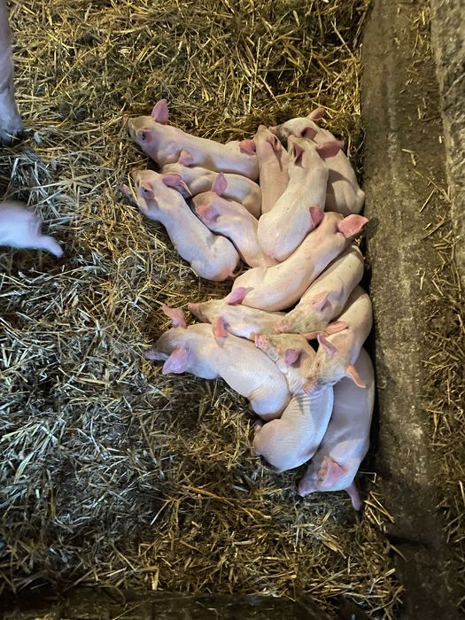 Prosięta  6 tygodni