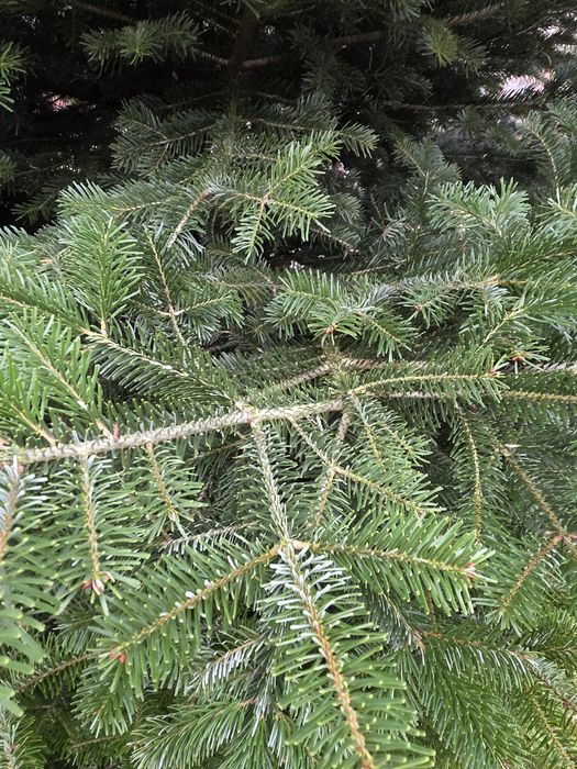 Ялинка жива (Ялиця)