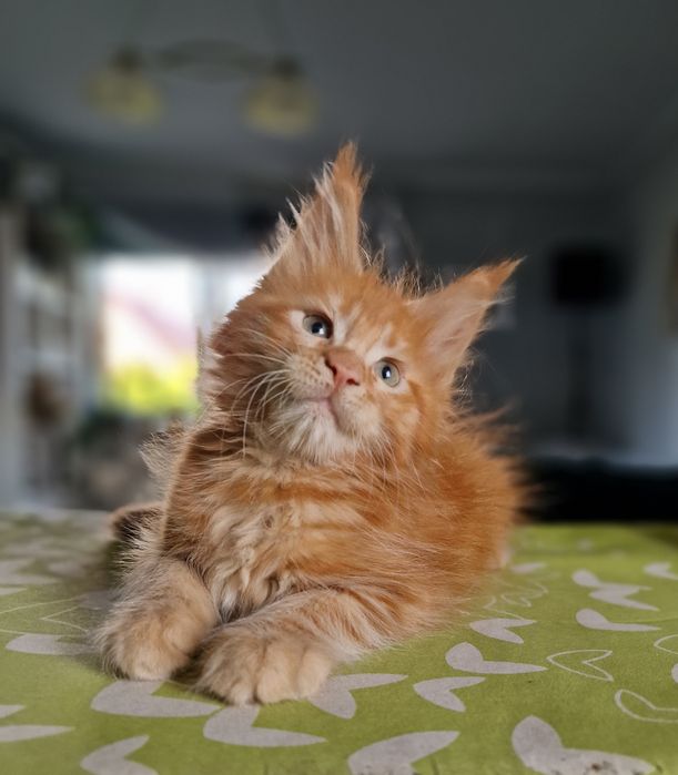 Maine Coon kocięta kotka do hodowli