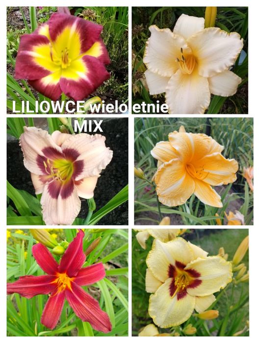 Kwiaty zimujące wieloletnie liliowce mix