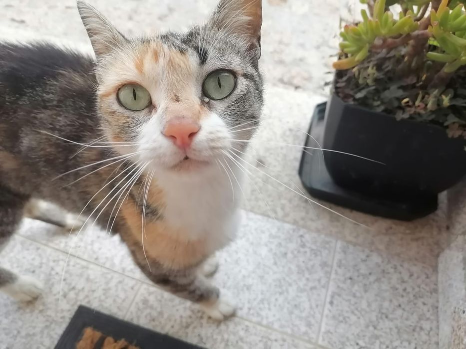 Gatinha adulta meiguinha para doar