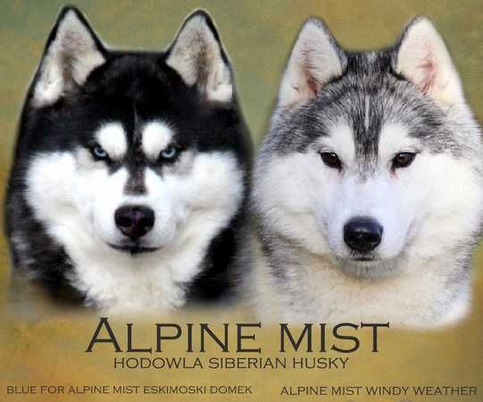 Siberian husky samiec srebrno-biały, odbiór grudzień  ZKwP FCI