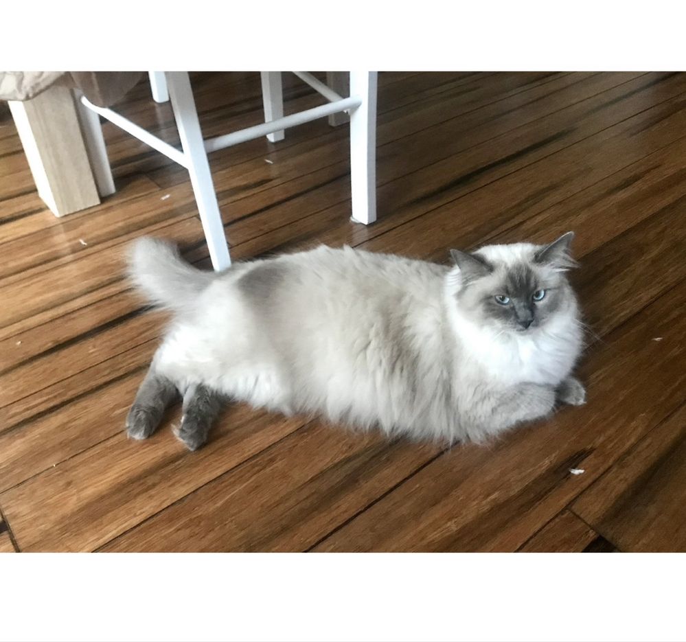 Śliczna kotka ragdoll
