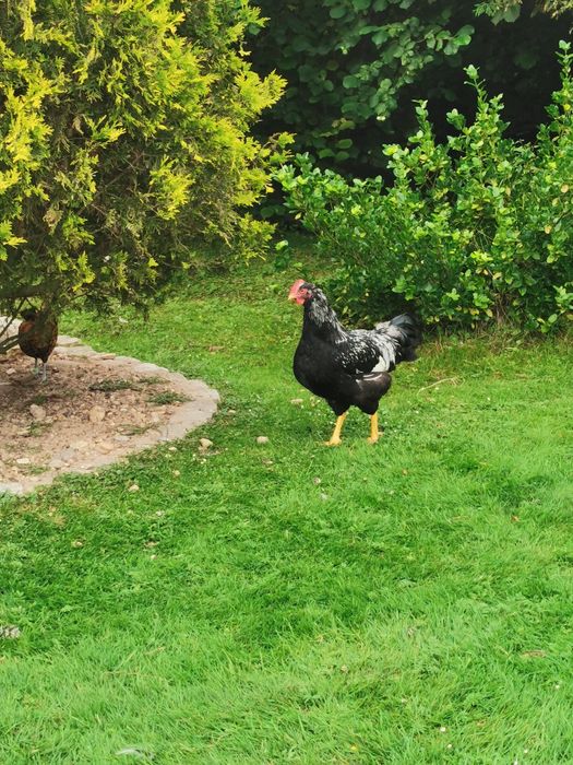 Kury i koguty rasowe Australorp, barnevelder