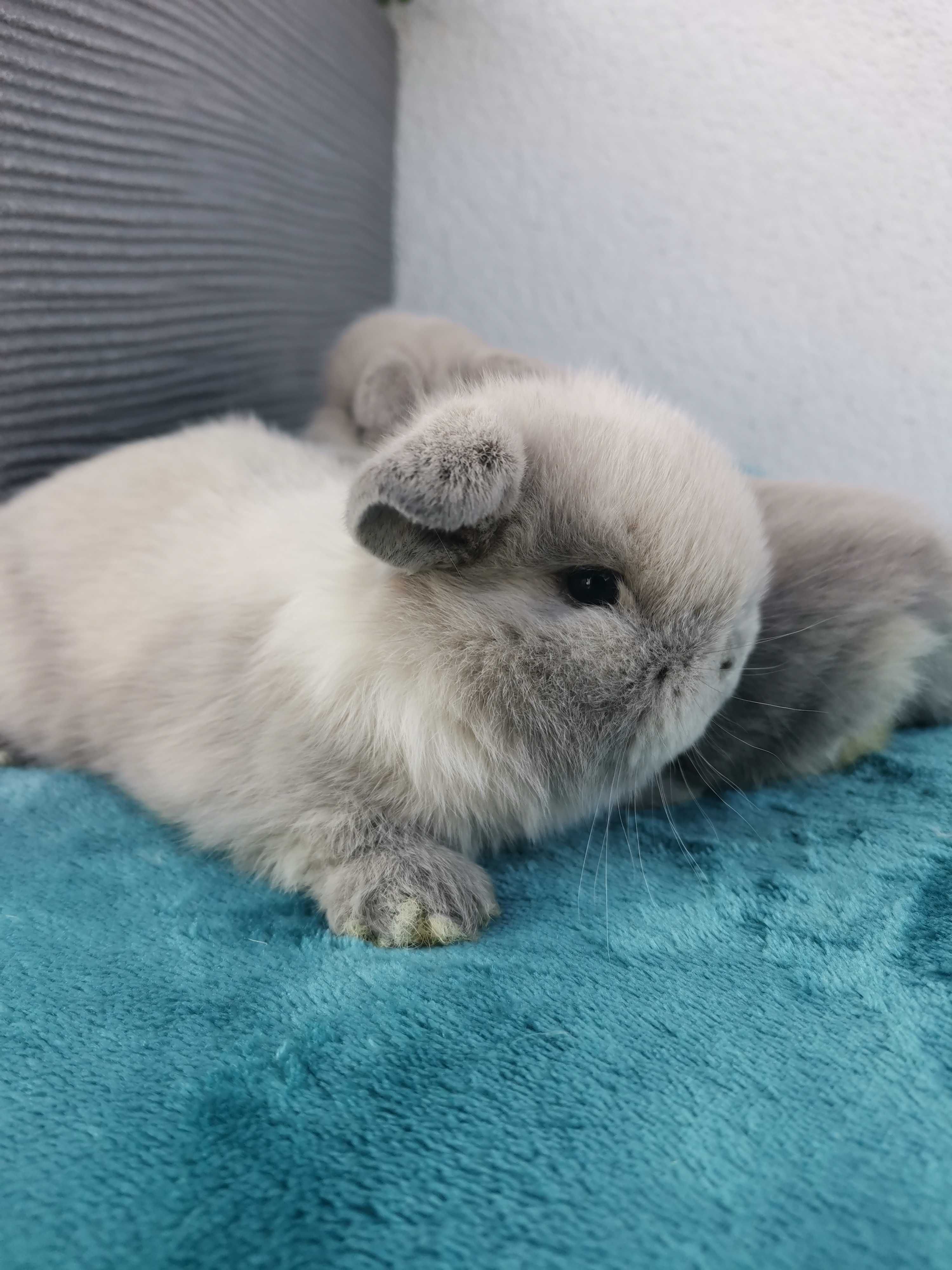 Majowe króliki Mini lop hodowla zarejestrowana