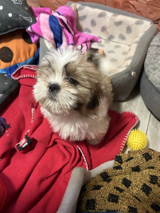 Piesek Shih Tzu z rodowodem