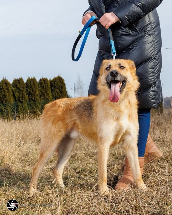 Kochany George gotowy do adopcji