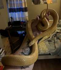 Wąż zbożowy samiec 165 cm