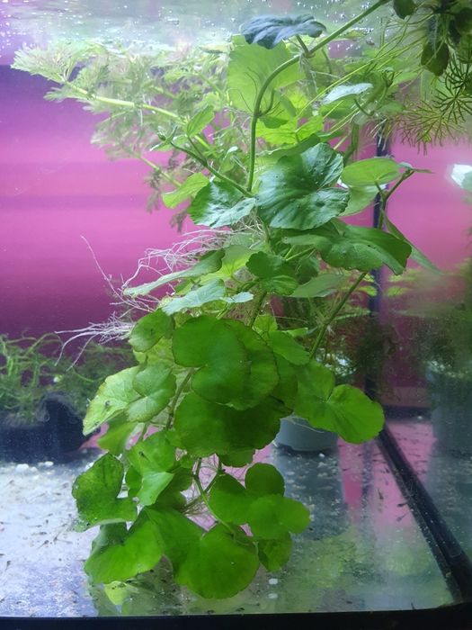 Hydrocotyle-Wąkrotka Zwyczajna.