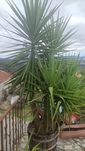 Planta Fiteiro e planta Sika
