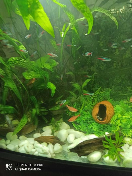 neon inessa, glonojady weloniaste, gurami mozaikowy,