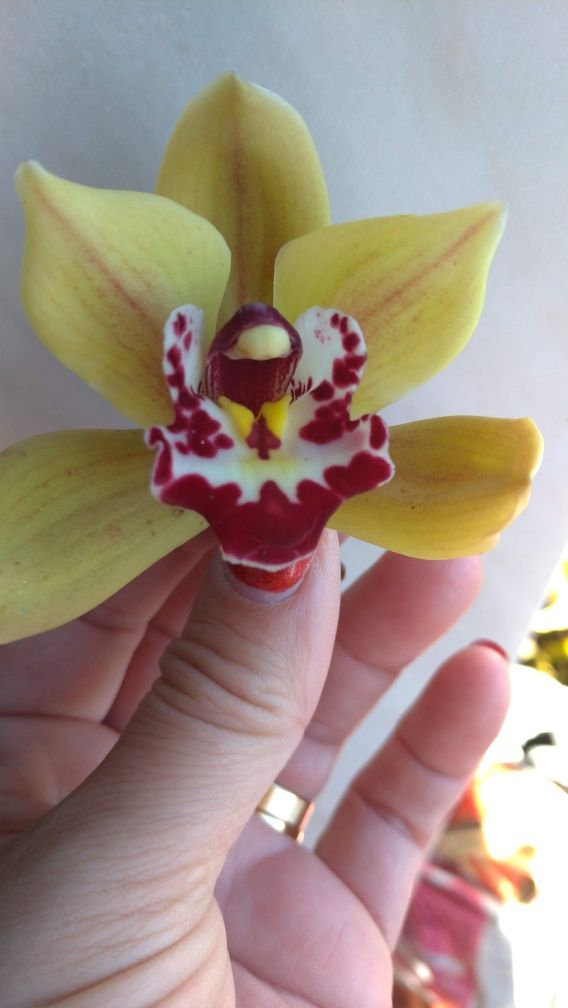 Orquídeas cor amarela e vermelho