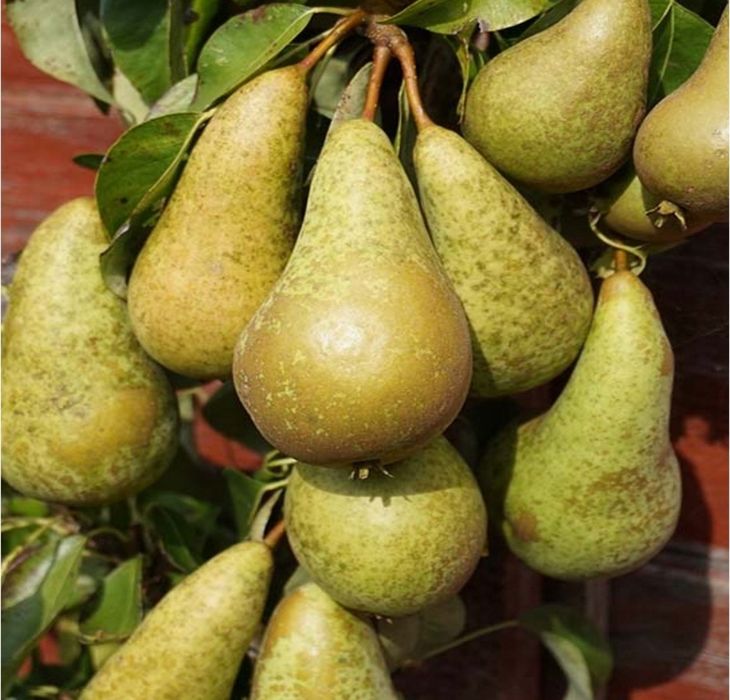 Świeże jabłka  sadu – wysyłka do 15 kg w paczce