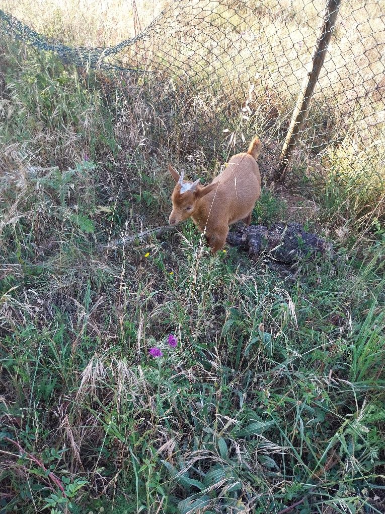 Cabrito anão com 4 meses