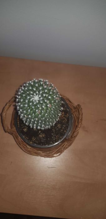 Sukulent Mammillaria polythele