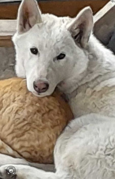 Пропала собака, хаски