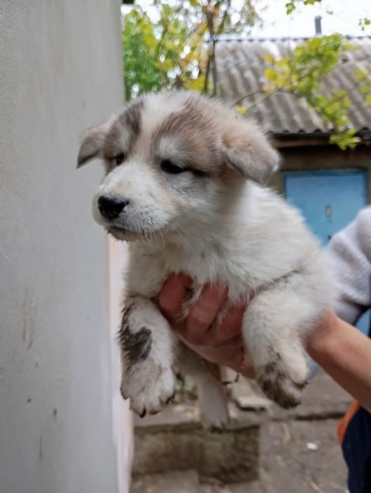 Цуценята 3500 лайка