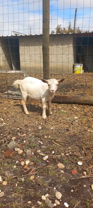 Cabrito micro-anão mocho
