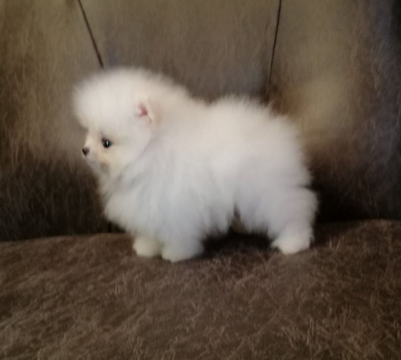 Бомбезні міні шпіцулі