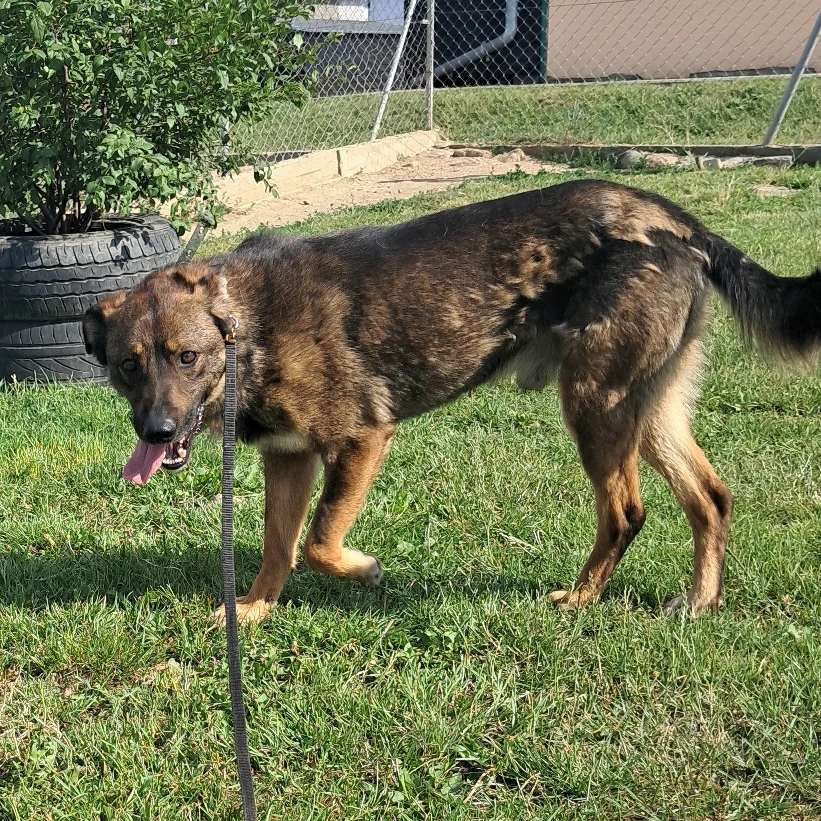 Do pilnej adopcji