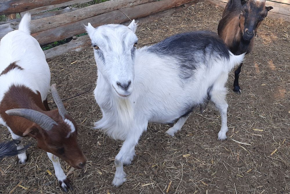 Дойные козы Ламанча