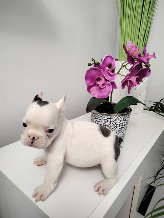 Buldog francuski