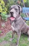 Dog niemiecki merle DO ADOPCJI !