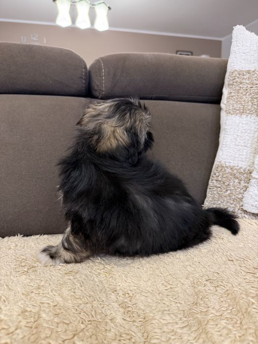 Śliczna Suczka Shih Tzu Gotowa Do Odbioru