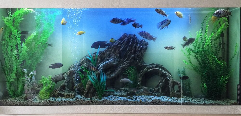 Обслуживание морских и пресных аквариумов,чистка аквариумов