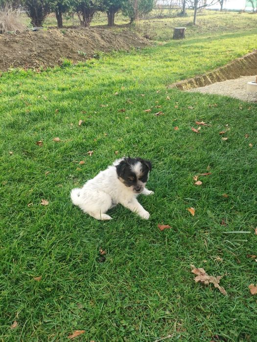 Oddam za darmo 2 małe szczeniaki