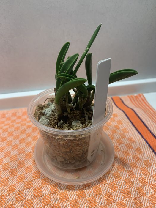 Орхідея mini Laelia briegeri