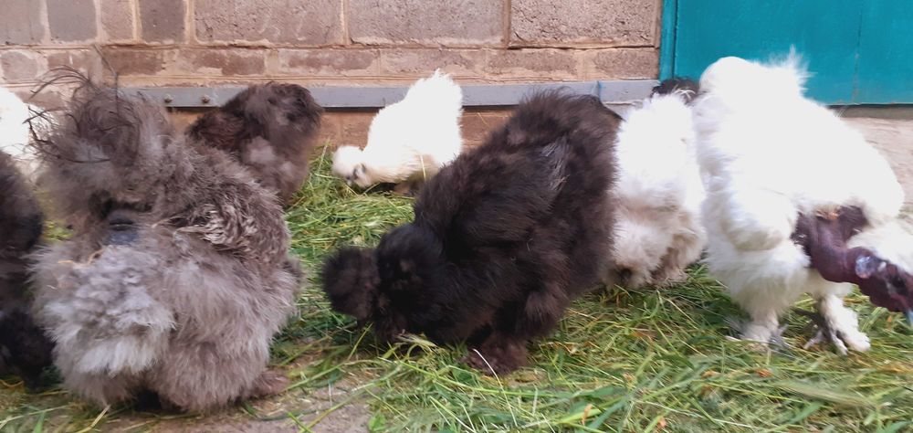 яйцо инкубационное Silkie китайская шёлковая пуховая кур,петух,цыплята