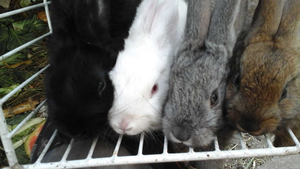 Królik a i  sprzedam
