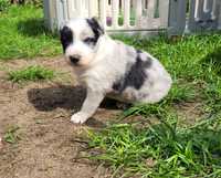 Border Collie piesek blue merle