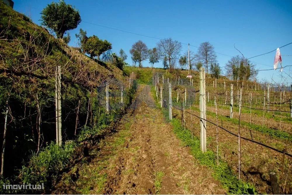 Terreno de 0.8ha, Vinha, Nascente, Água e 2 Anexos, Ponte de Lima