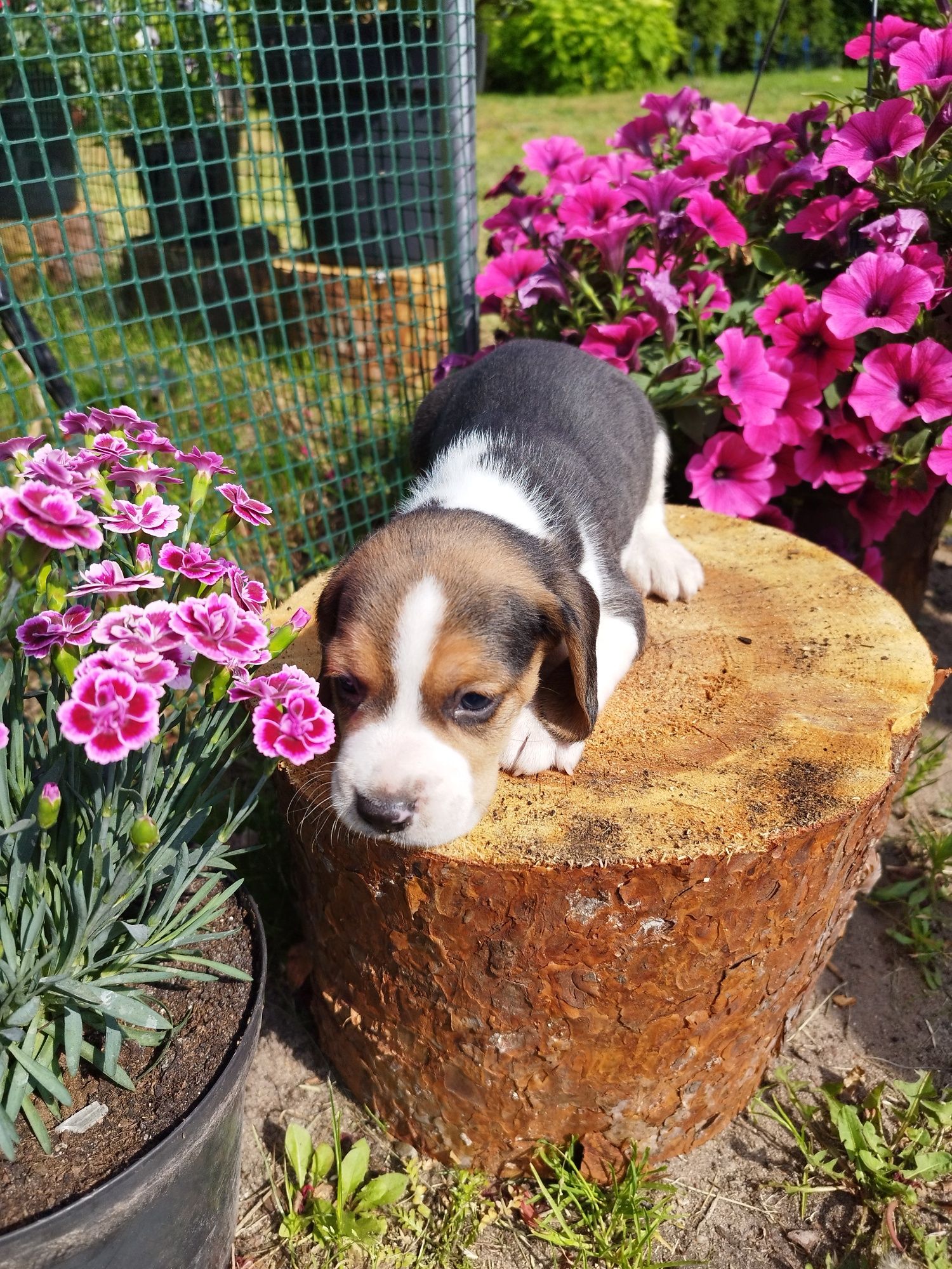 GOTOWY DO ODBIORU Piesek rasy Beagle po rodzicach z ustalonym profilem